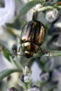 Chrysolina americana - Rosemary Beetle