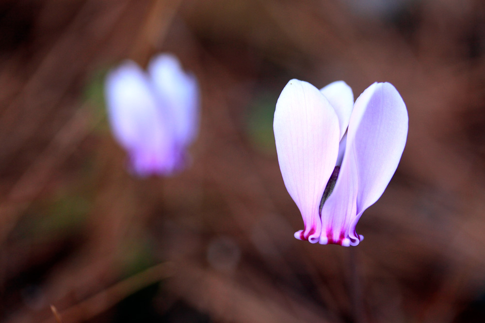 Cyclamen in the hills above Lafionas